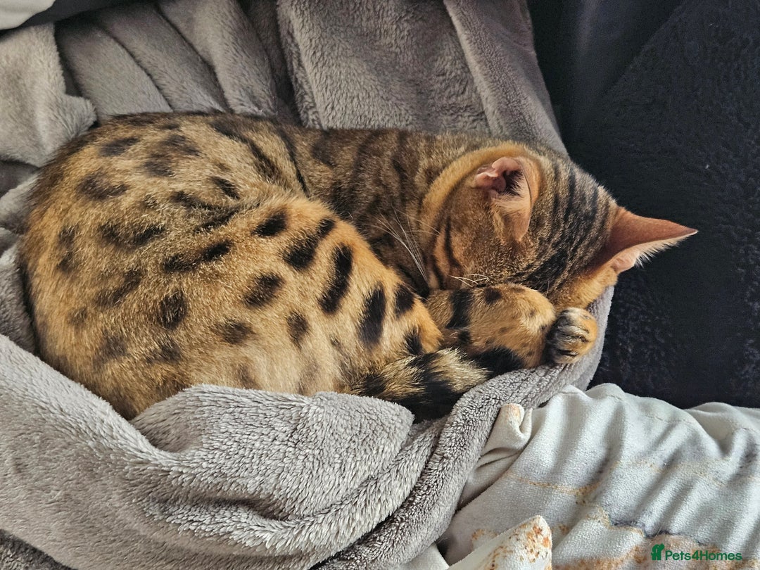 Bengal cats for sale: Bengal  in Forfar - Image 6