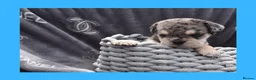 English Bulldog dogs for sale: Stunning Litter of Exotic English Bulldogs - Advert 5