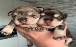 Miniature Schnauzer dogs for sale: KC BVA/MAC Chocolate Pepper Mini Schnauzers - Image 13
