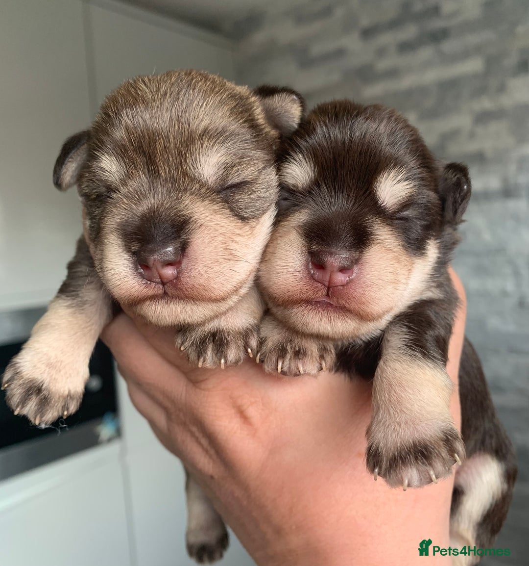 Miniature Schnauzer dogs for sale: KC BVA/MAC Chocolate Pepper Mini Schnauzers - Image 13