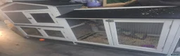 Guinea Pig rodents for sale: Guinea pig for sale  - Advert 4
