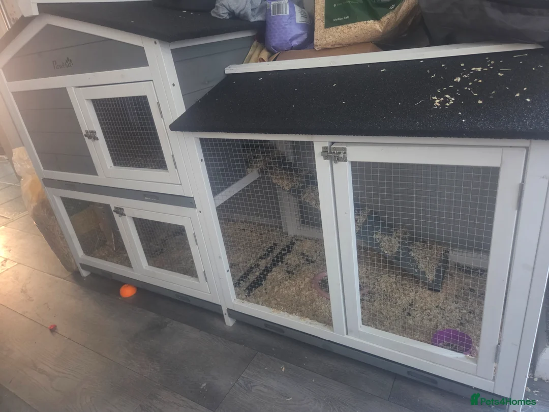 Guinea Pig rodents for sale: Guinea pig for sale  - Advert 4