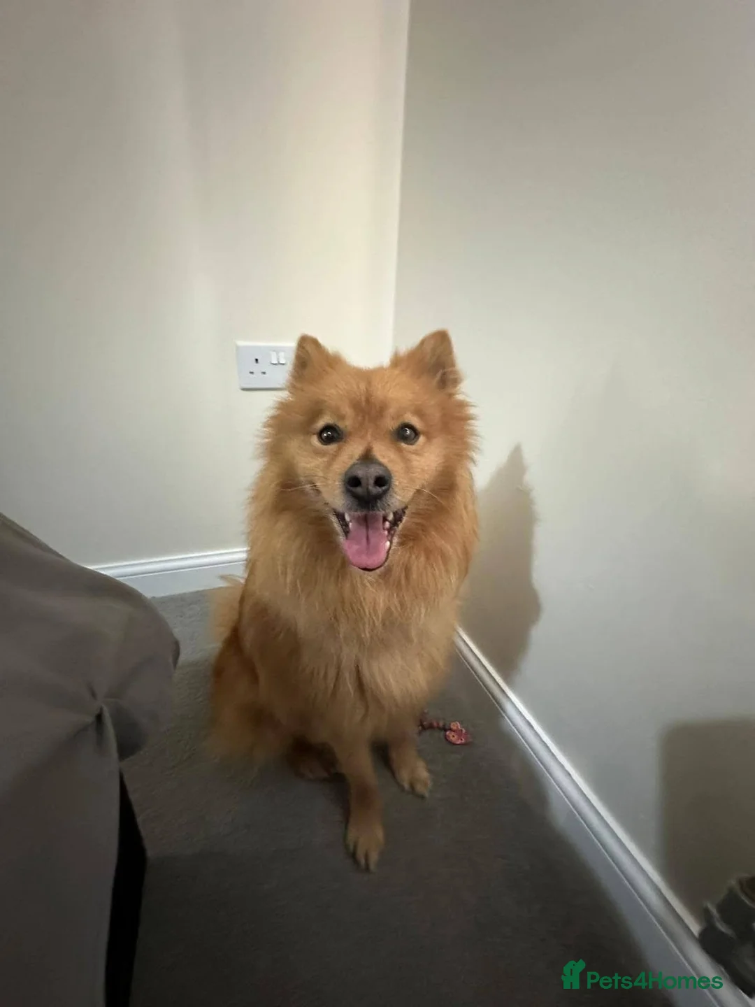 Mixed Breed dogs for adoption: ‼️URGENT 💙🐶 DEXTER – A Sweet Spitz Cross in Skegness - Advert 1