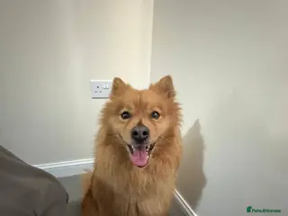 Mixed Breed dogs ‼️URGENT 💙🐶 DEXTER – A Sweet Spitz Cross - Advert 1