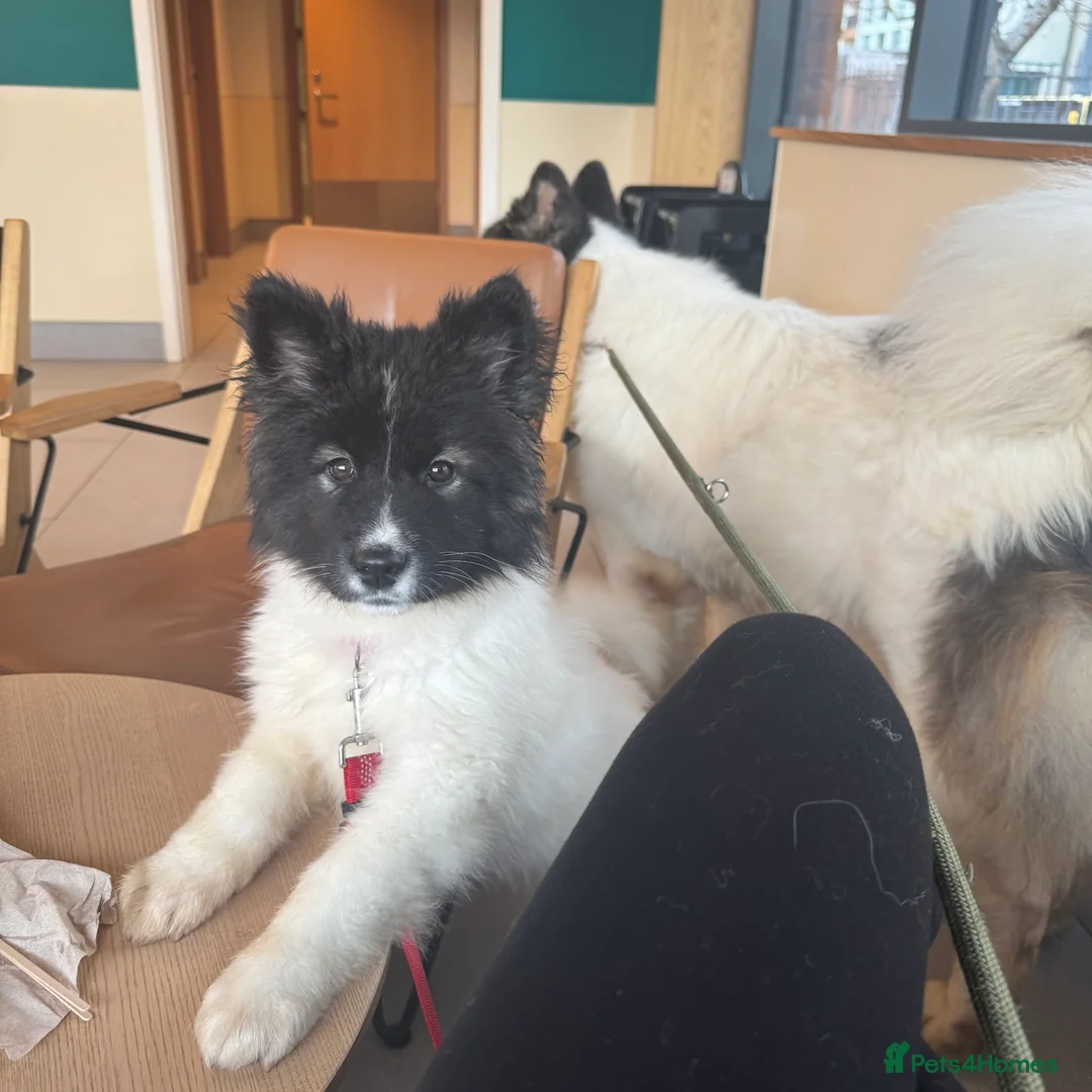 Akita dogs for sale: Quality Family Raised American Akita Puppies - Advert 19