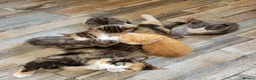 Mixed Breed cats for sale: 2 boys kittens ready to leave - Advert 2