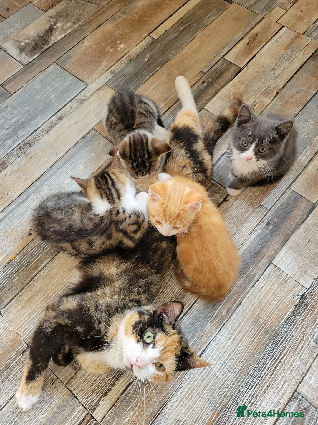 Mixed Breed cats for sale: 2 boys kittens ready to leave - Advert 2