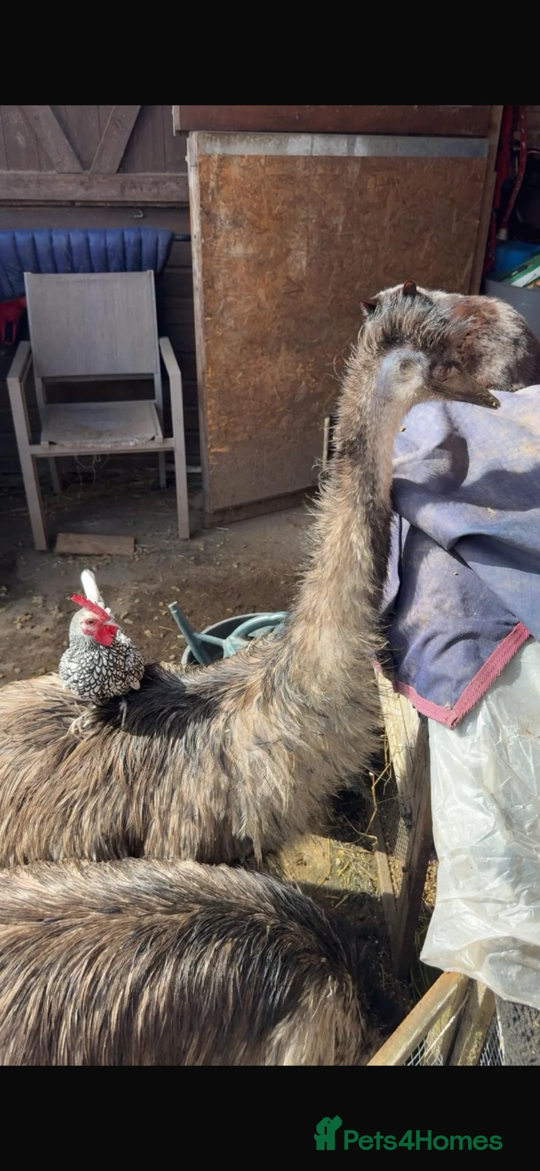 Emus poultry for sale: Pair of Emus - Advert 4