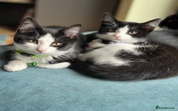 Mixed Breed cats for sale: Beautiful tuxedo kittens  - Image 4