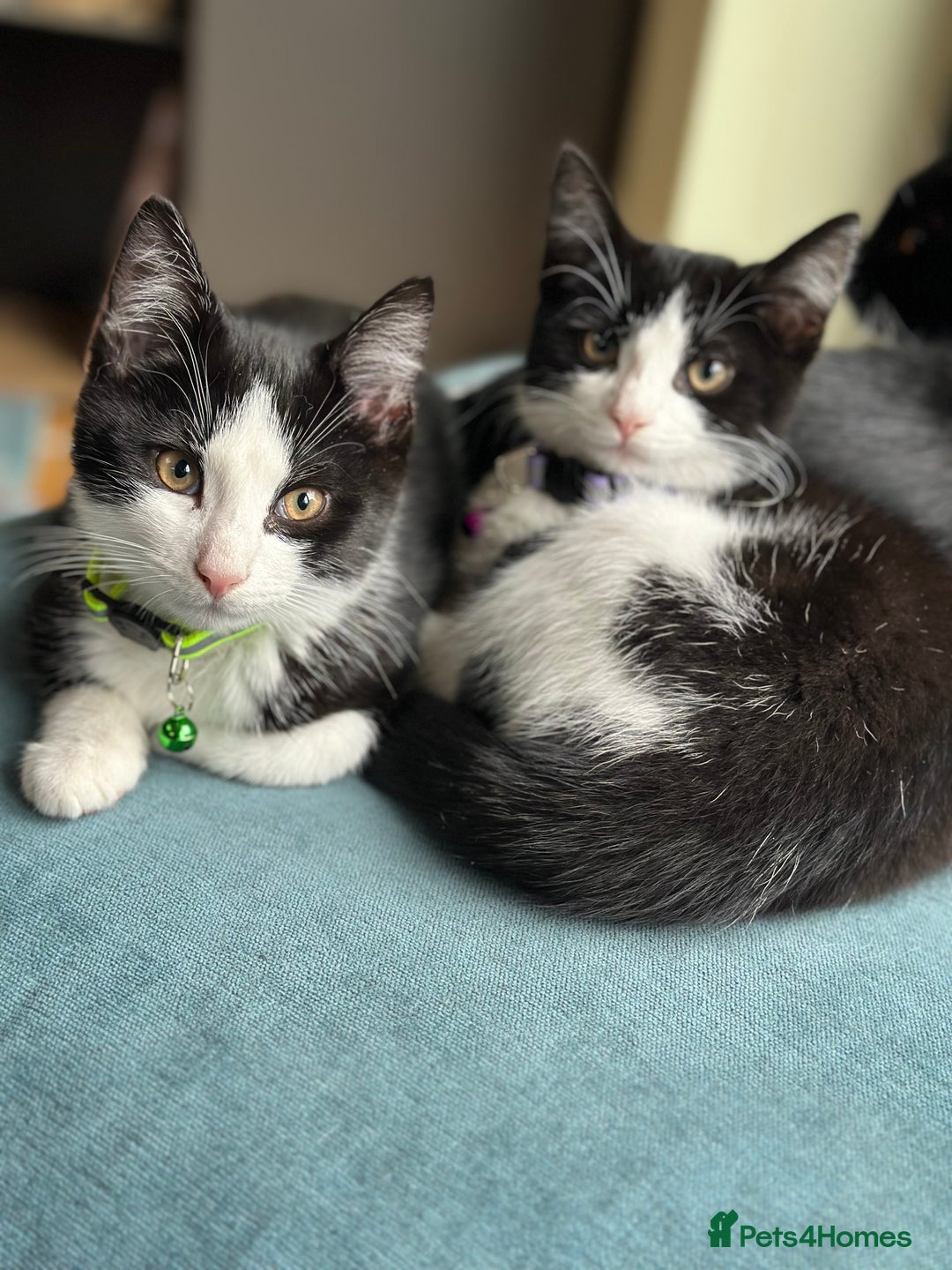 Mixed Breed cats for sale: Beautiful tuxedo kittens  - Image 4