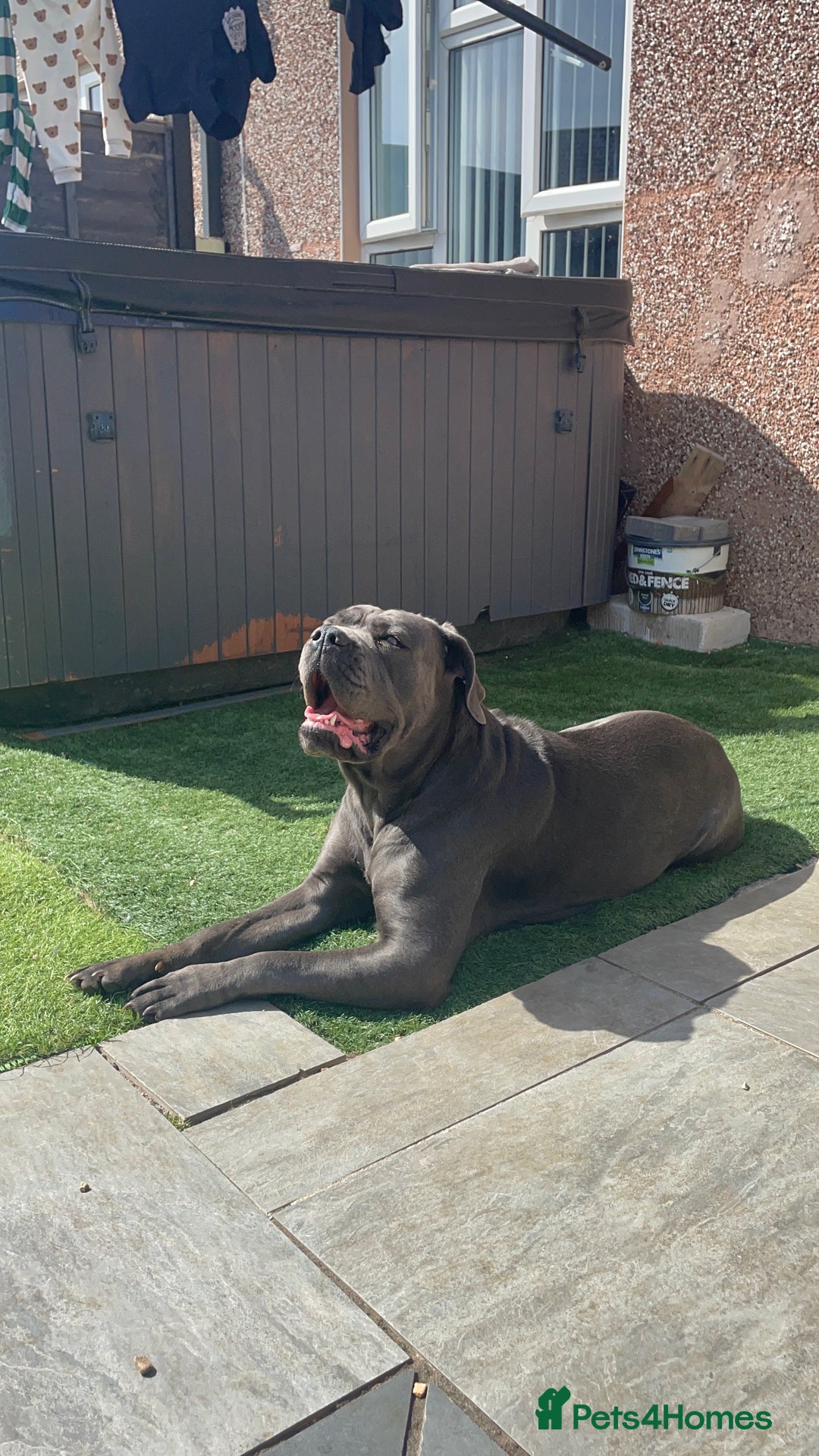 Cane Corso dogs for stud: Female Cane corso for Breed  - Image 3