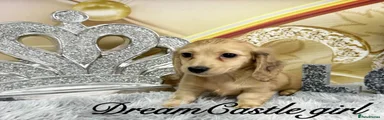 Miniature Dachshund 3