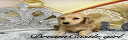 Miniature Dachshund dogs for sale: Beautiful Long Coat Miniature Dachshund Puppies in Worthing - Advert 2