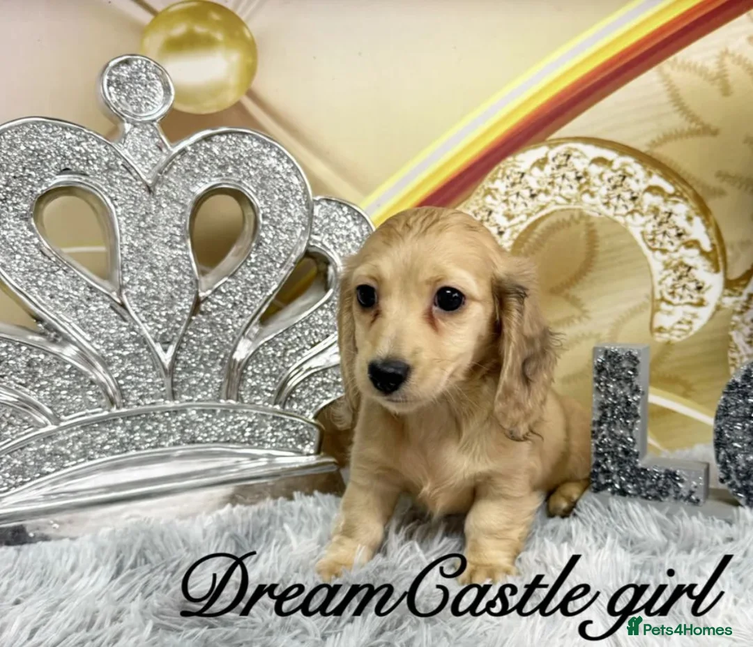 Miniature Dachshund dogs for sale: Beautiful Long Coat Miniature Dachshund Puppies in Worthing - Advert 2