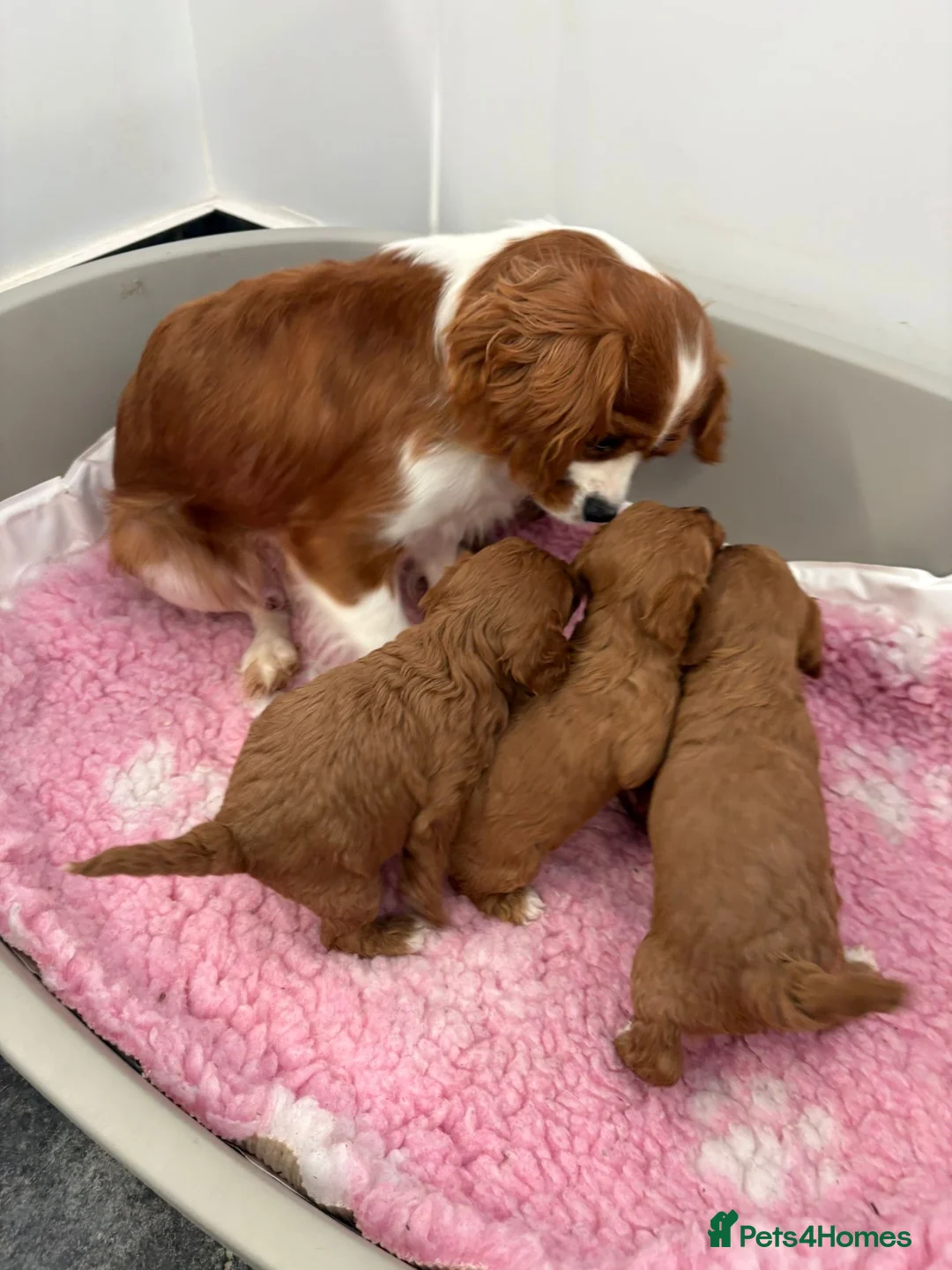 Cavapoo dogs for sale: F1 toy cavapoos - Advert 1