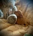 Chihuahua dogs Chihuahua's 1boy left !! Reduced to £650 - Advert 2