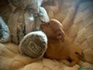 Chihuahua dogs Chihuahua's 1boy left !! Reduced to £650 - Advert 10