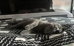 British Shorthair cats for sale: Male British shorhair - Image 3
