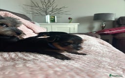 Yorkshire Terrier dogs for sale: Miniature Yorkshire Terrier Puppies  - Image 23
