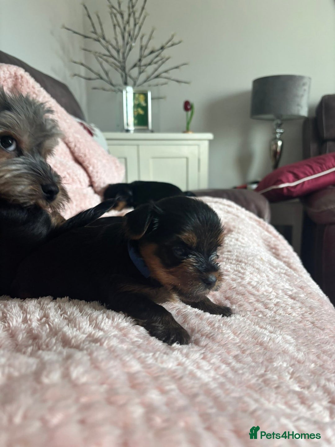 Yorkshire Terrier dogs for sale: Miniature Yorkshire Terrier Puppies  - Image 23