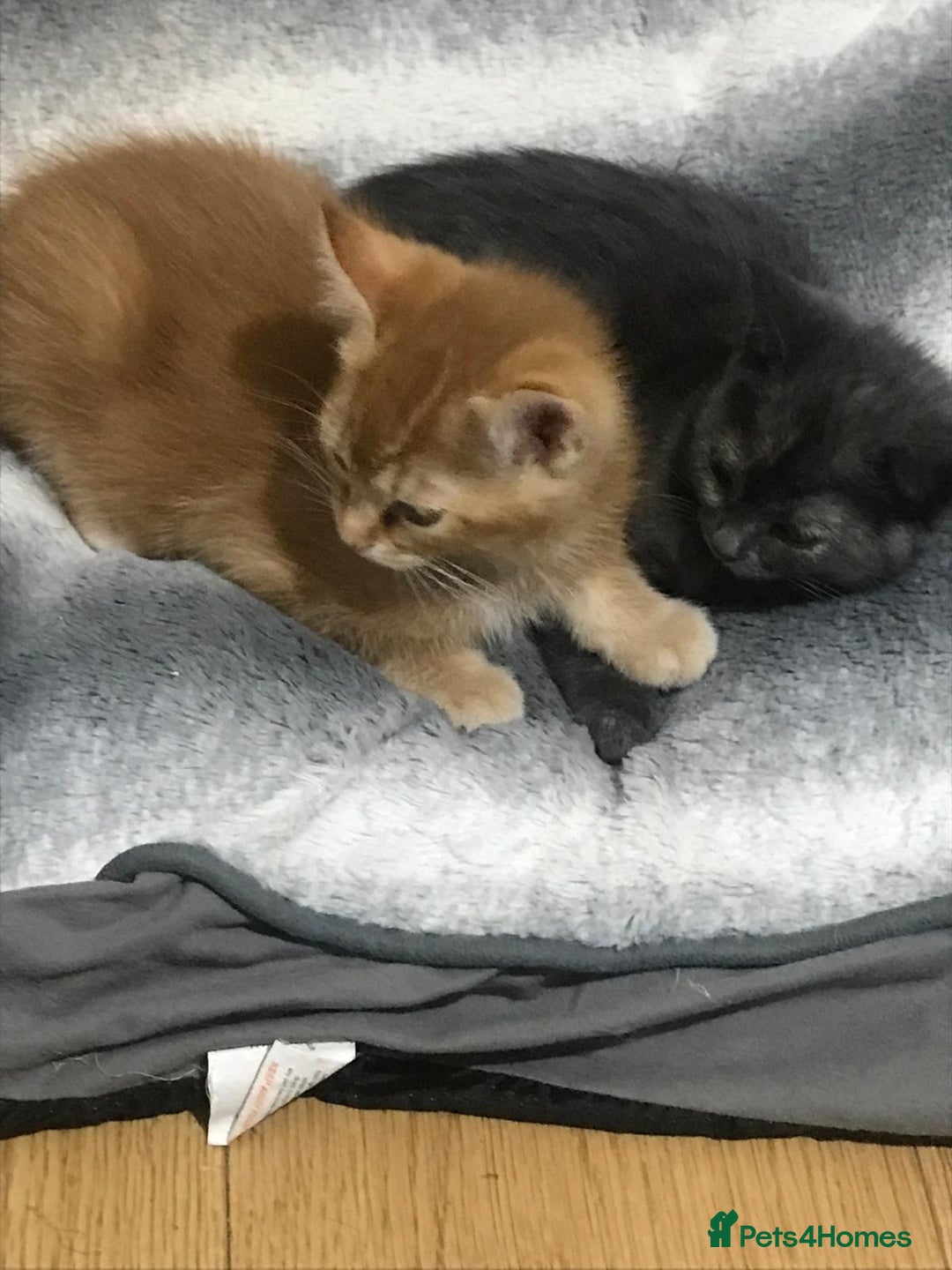 Mixed Breed cats for sale: 5 beautiful 11week old kittens for sale - Advert 6