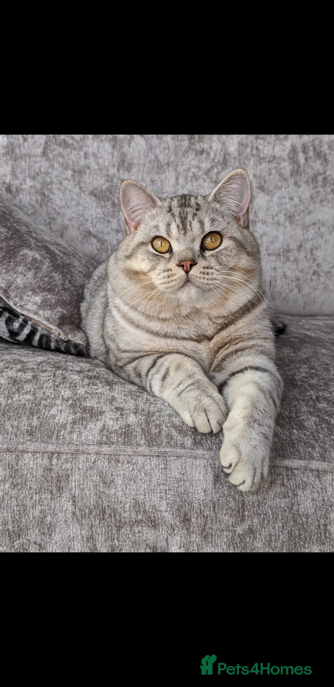 Scottish Fold cats for stud: Stud BSH in Derby - Advert 3