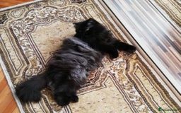 Persian cats for sale: Stunning Persian Boy - Image 25