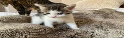 Domestic Shorthair cats for sale: Beautiful kittens ready in 5 weeks - Advert 22
