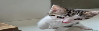 Nelly