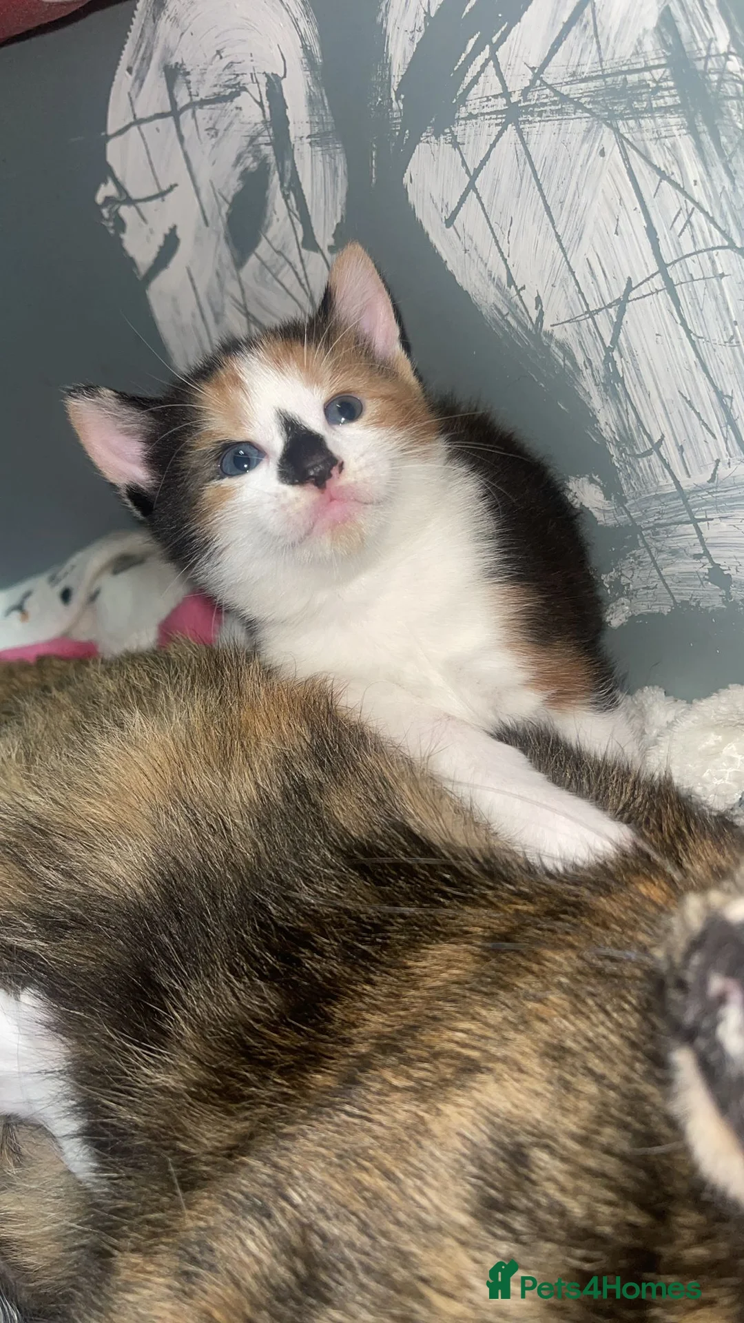 Mixed Breed cats for sale: 2 female kittens  - Advert 2