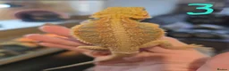 Bearded Dragon reptiles for sale: Baby bearded dragons - Advert 3