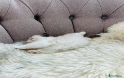 Ragdoll cats for sale: Ragdoll kittens -all reserved😺 - Image 30