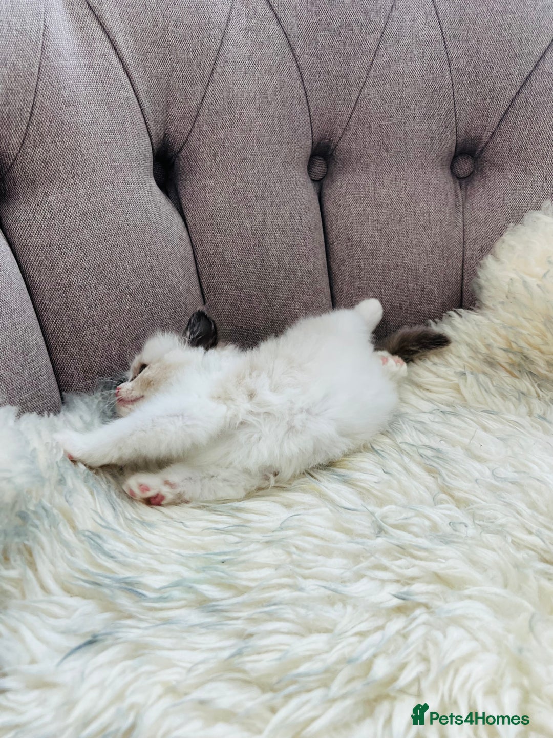 Ragdoll cats for sale: Ragdoll kittens -all reserved😺 - Image 30