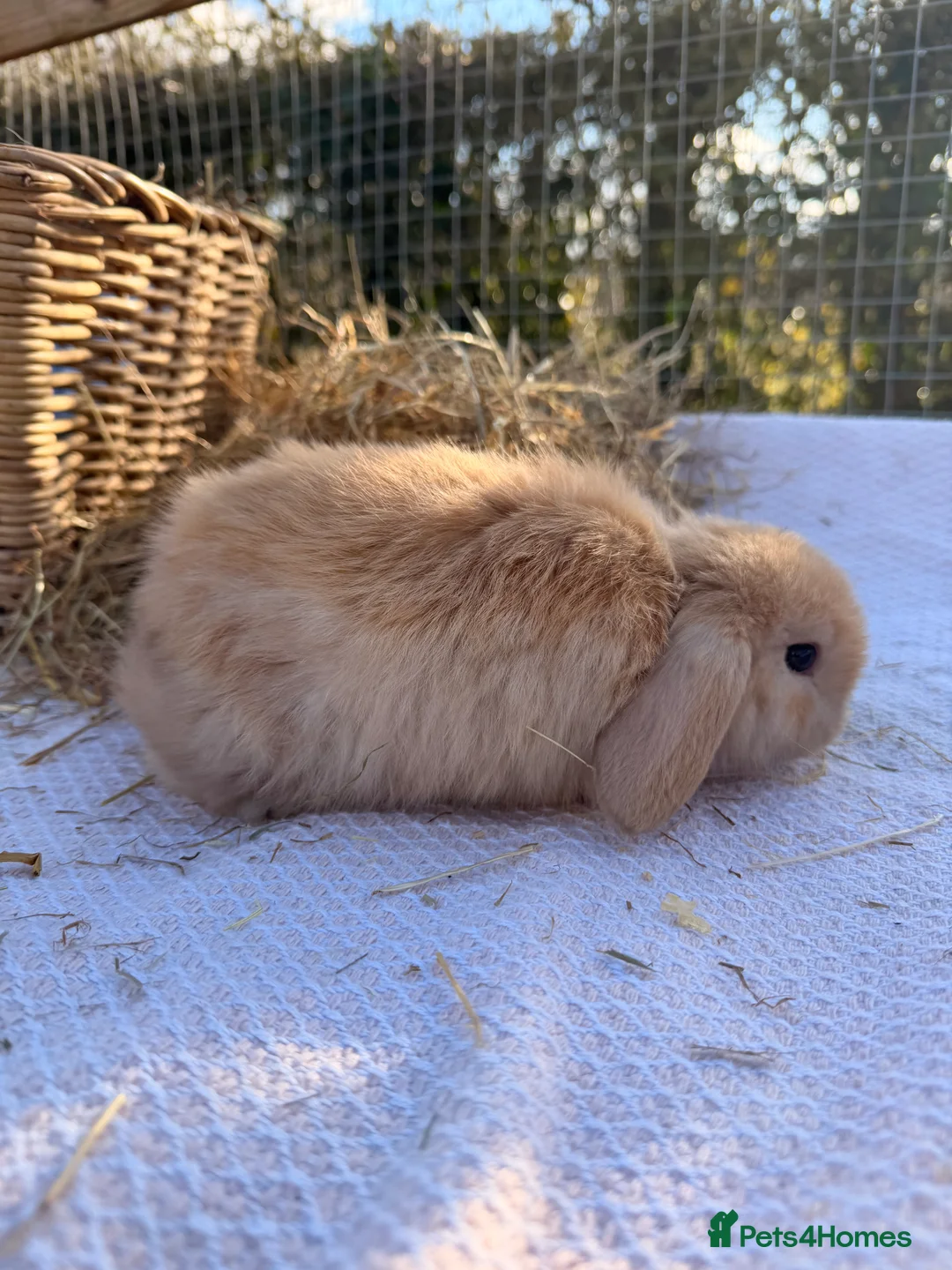 Mini Lop rabbits for sale: Gorgeous mini Lop babies  - Advert 2
