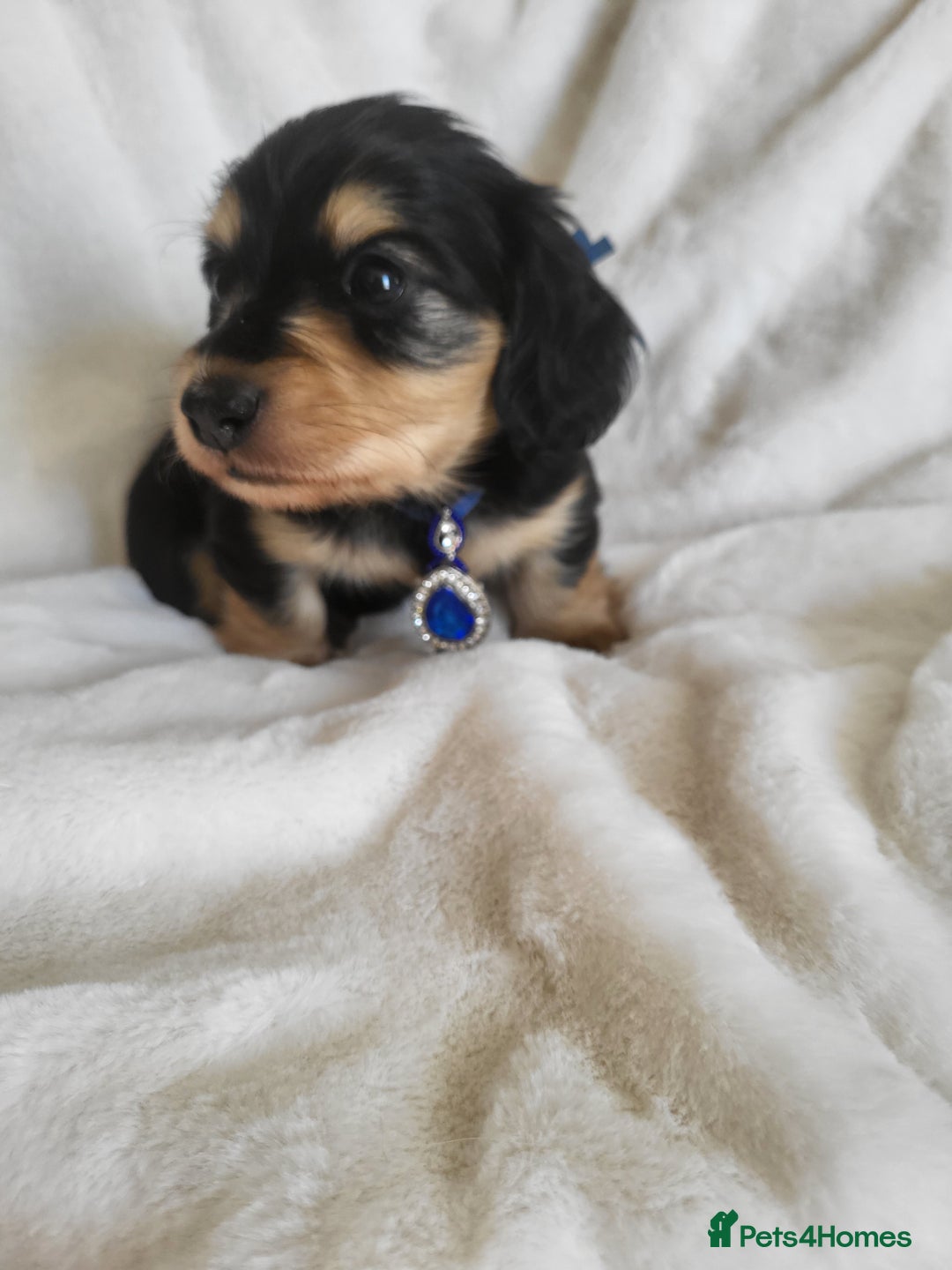 Miniature Dachshund dogs for sale: KC Black and Cream  long haired  - Image 6