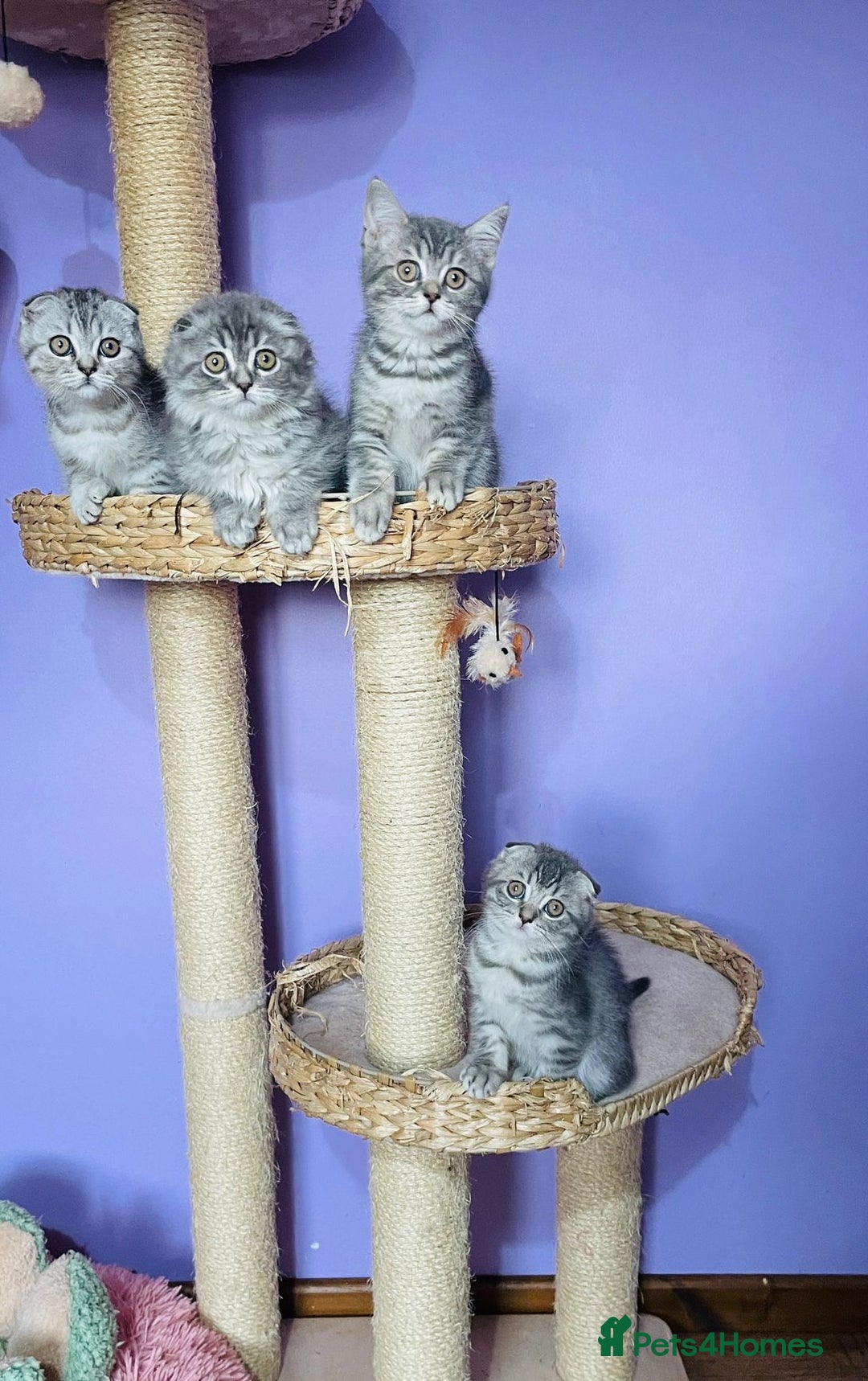 Scottish Fold cats for sale: Beautiful litter looking for new homes ❤️❤️ - Advert 6