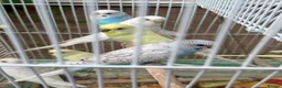 Budgerigars birds for sale: Budgies for sale in Norbury - Advert 5