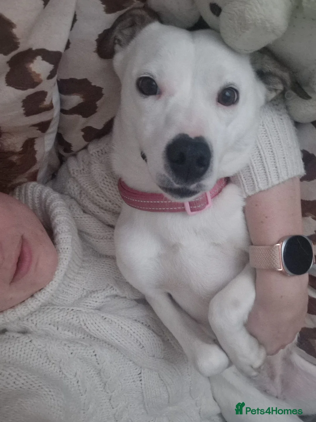 Mixed Breed dogs for adoption: Hannah, 2-3 yrs old. Available for adoption. - Advert 3