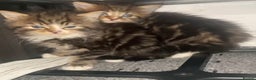 Siberian cats for sale: Kittens for sale bradford - Advert 3