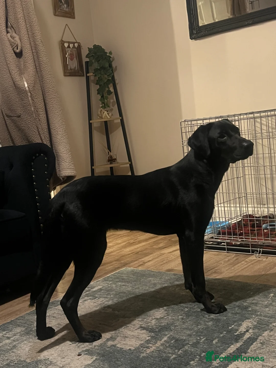 Labrador Retriever dogs for sale: 10 month old black lab for rehome  - Advert 5