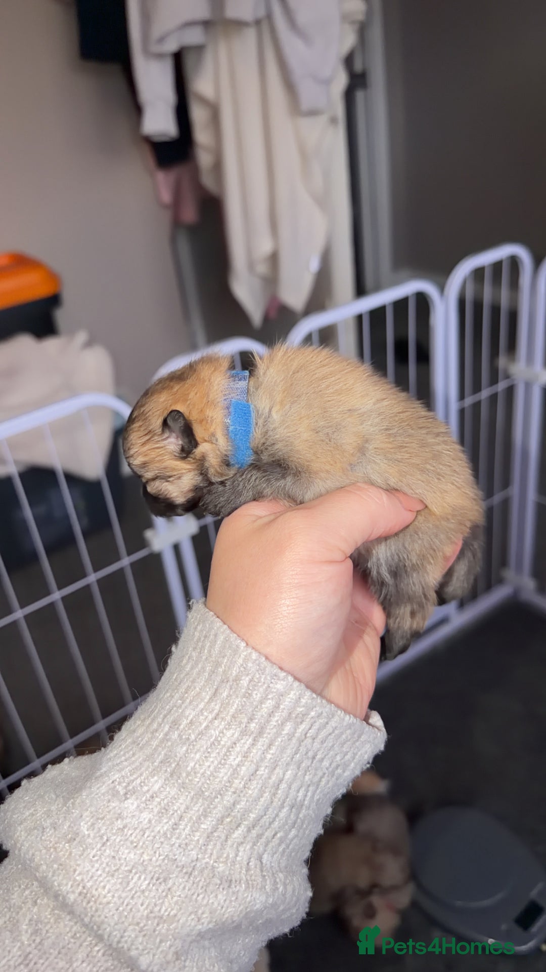 Pomeranian dogs for sale: Kc Pomeranians  - Advert 7