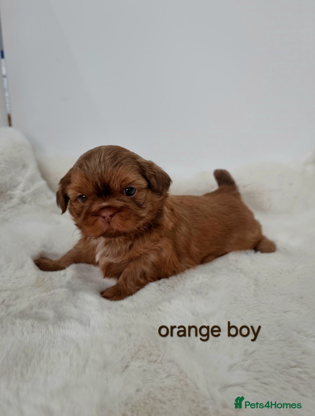 Shih Tzu dogs for sale: 4 Gorgeous Imperial Shih Tzu Boys - Advert 4