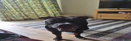 Staffordshire Bull Terrier dogs for sale: Baby boy needs a forever home  - Advert 8