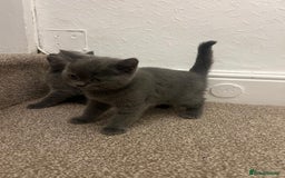 British Shorthair cats for sale: PEDIGREE BSH KITTENS READY TO FOR FOREVER HOMES  - Image 19