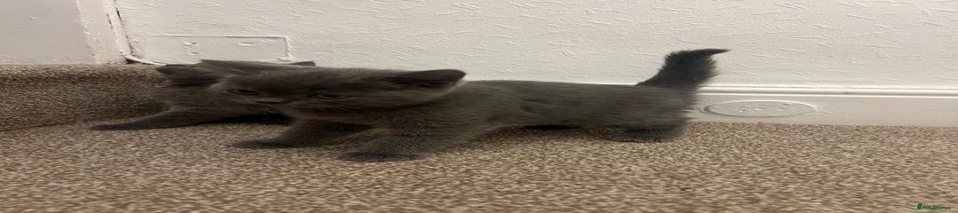 British Shorthair Kitten 2