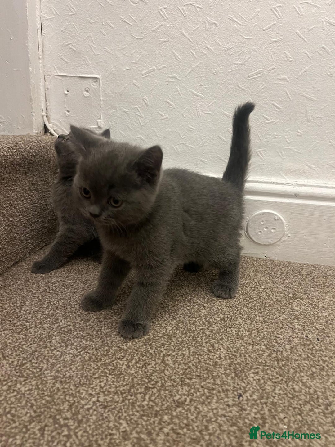 British Shorthair cats for sale: PEDIGREE BSH KITTENS READY TO FOR FOREVER HOMES  - Image 19