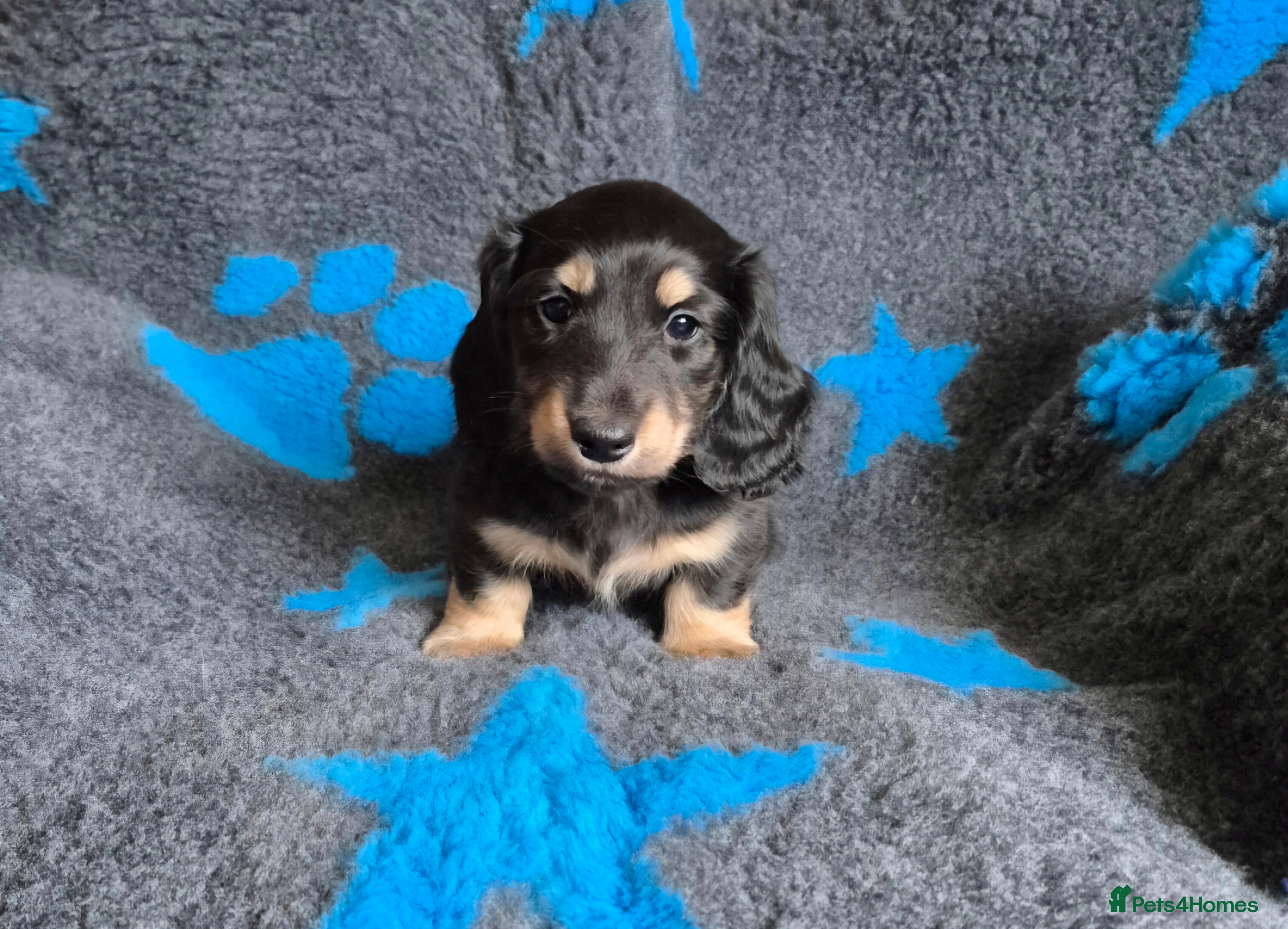 Miniature Dachshund dogs Long Hair Miniature Dachshund Puppies.  - Advert 3