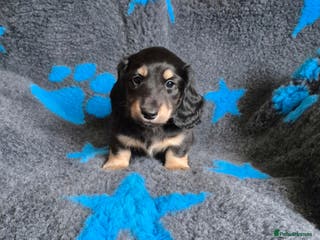 Miniature Dachshund dogs Long Hair Miniature Dachshund Puppies. - Advert 3