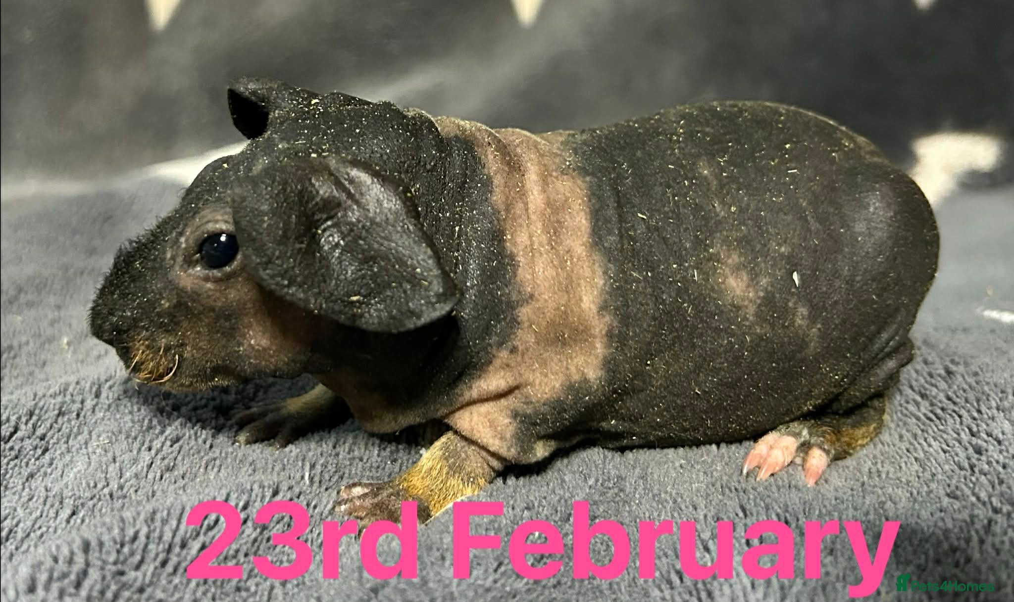 Guinea Pig rodents Skinny Pig Sows.  - Advert 10