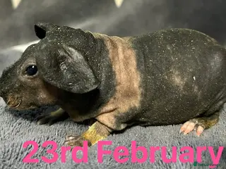 Guinea Pig rodents Skinny Pig Sows. - Advert 4